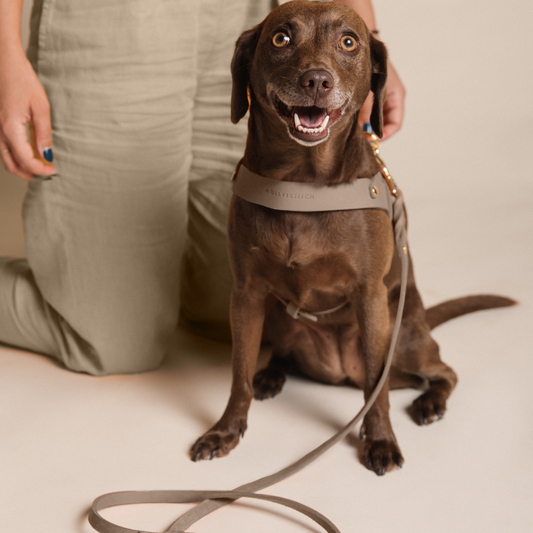 Butter Leather Dog Harness - Taupe