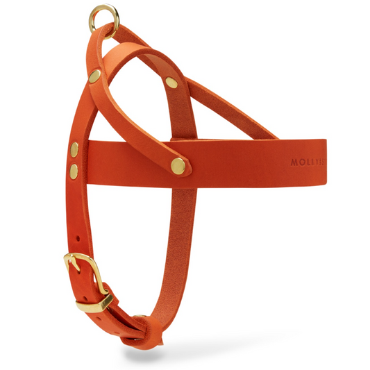 Butter Leather Hundegeschirr - Mango