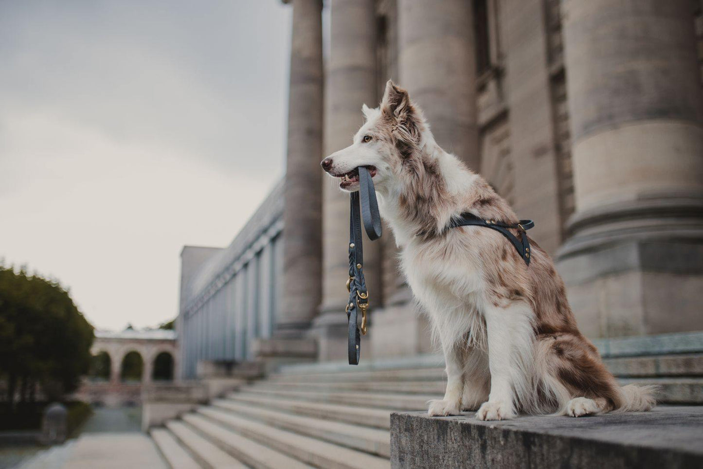 Butter Leather Dog Harness - Timeless Gray