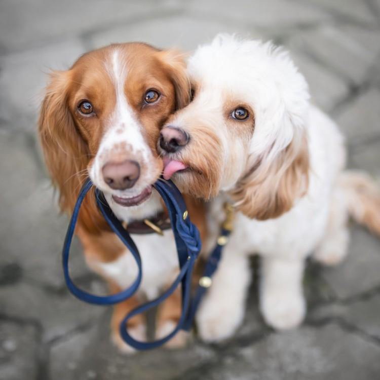 Butter Leather City Dog Leash - Navy Blue