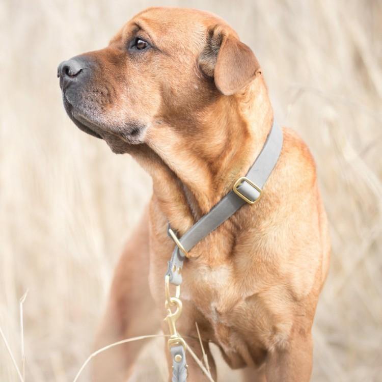 Butter Leather Retriever Dog Collar - Timeless Grey