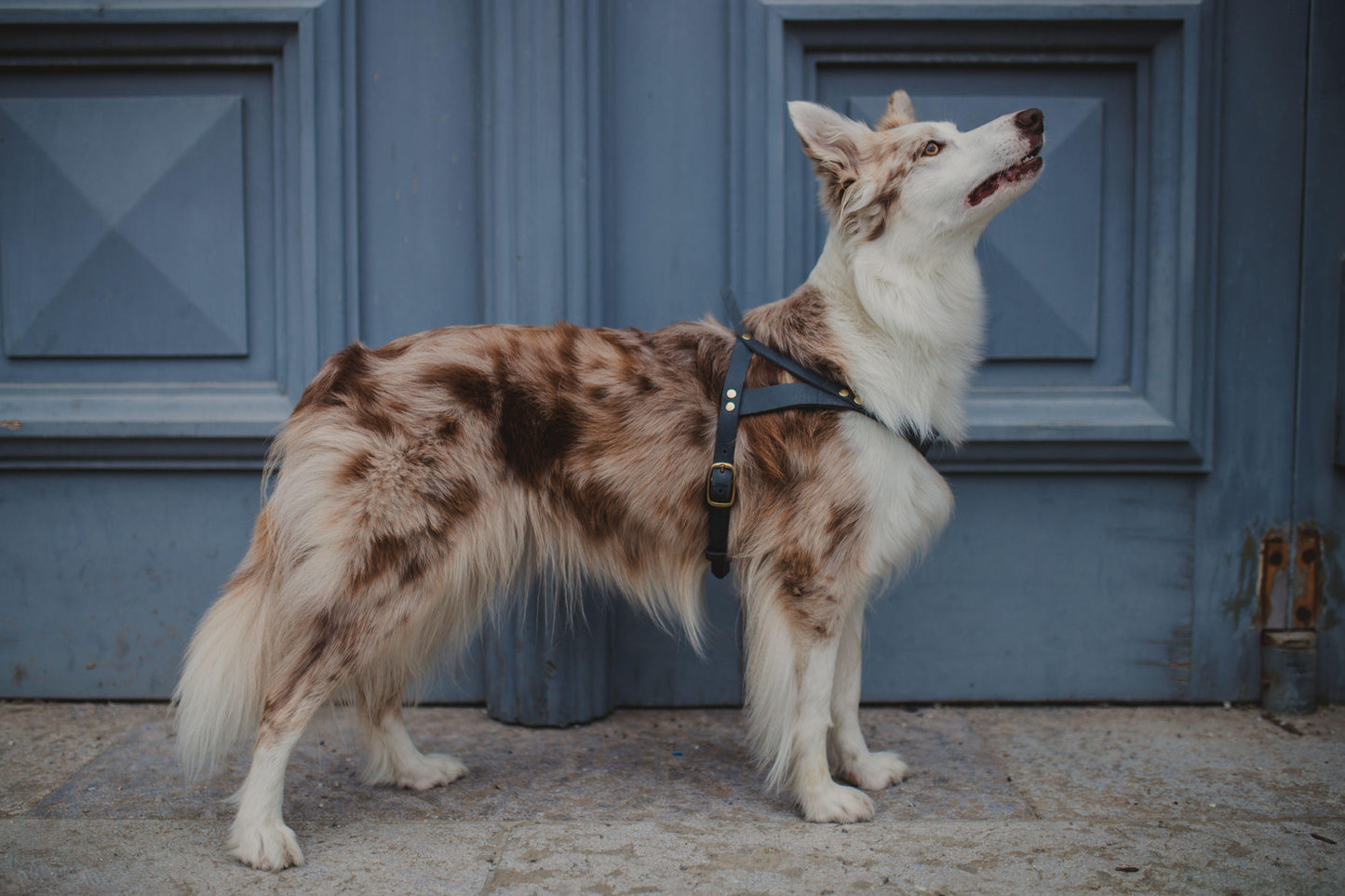 Butter Leather Dog Harness - Timeless Gray