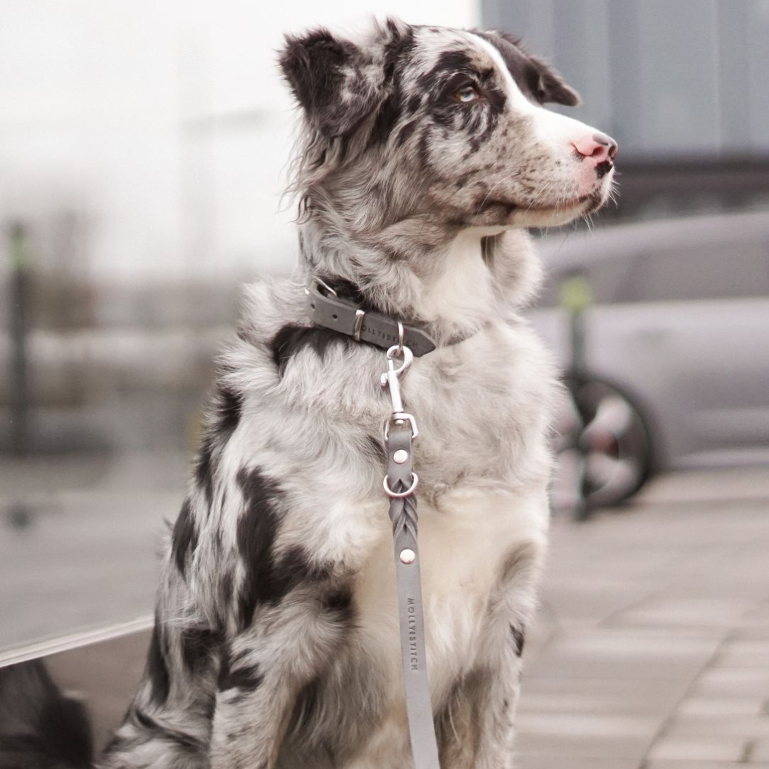 Butter Leather Dog Collar - Timeless Grey