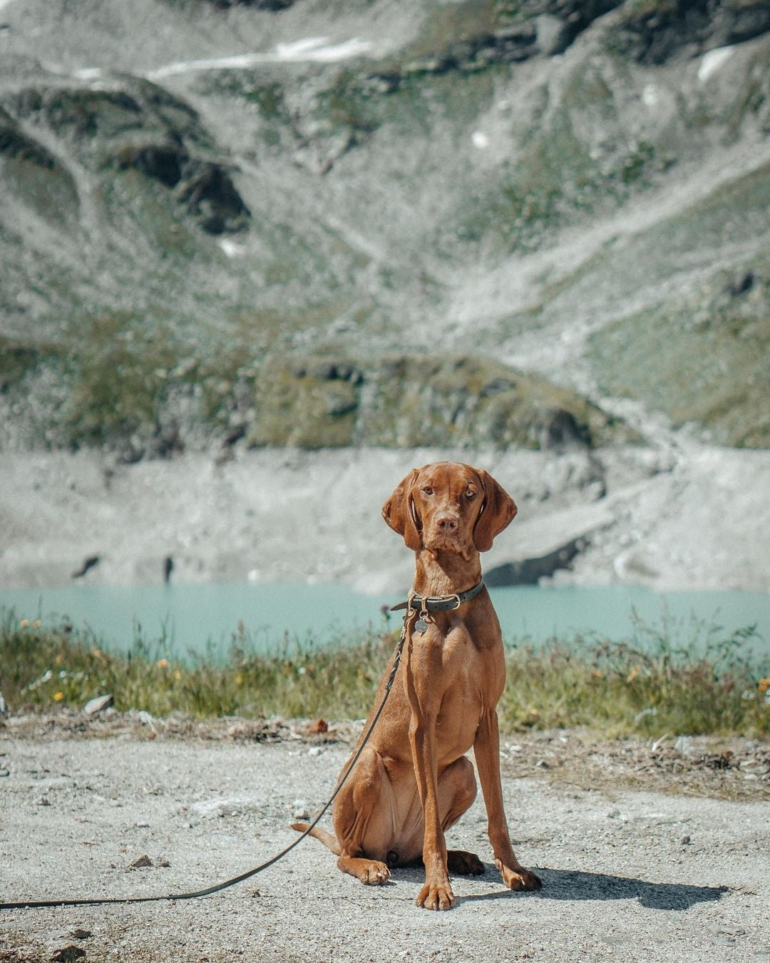 Butter Leather City Dog Leash - Forest Green