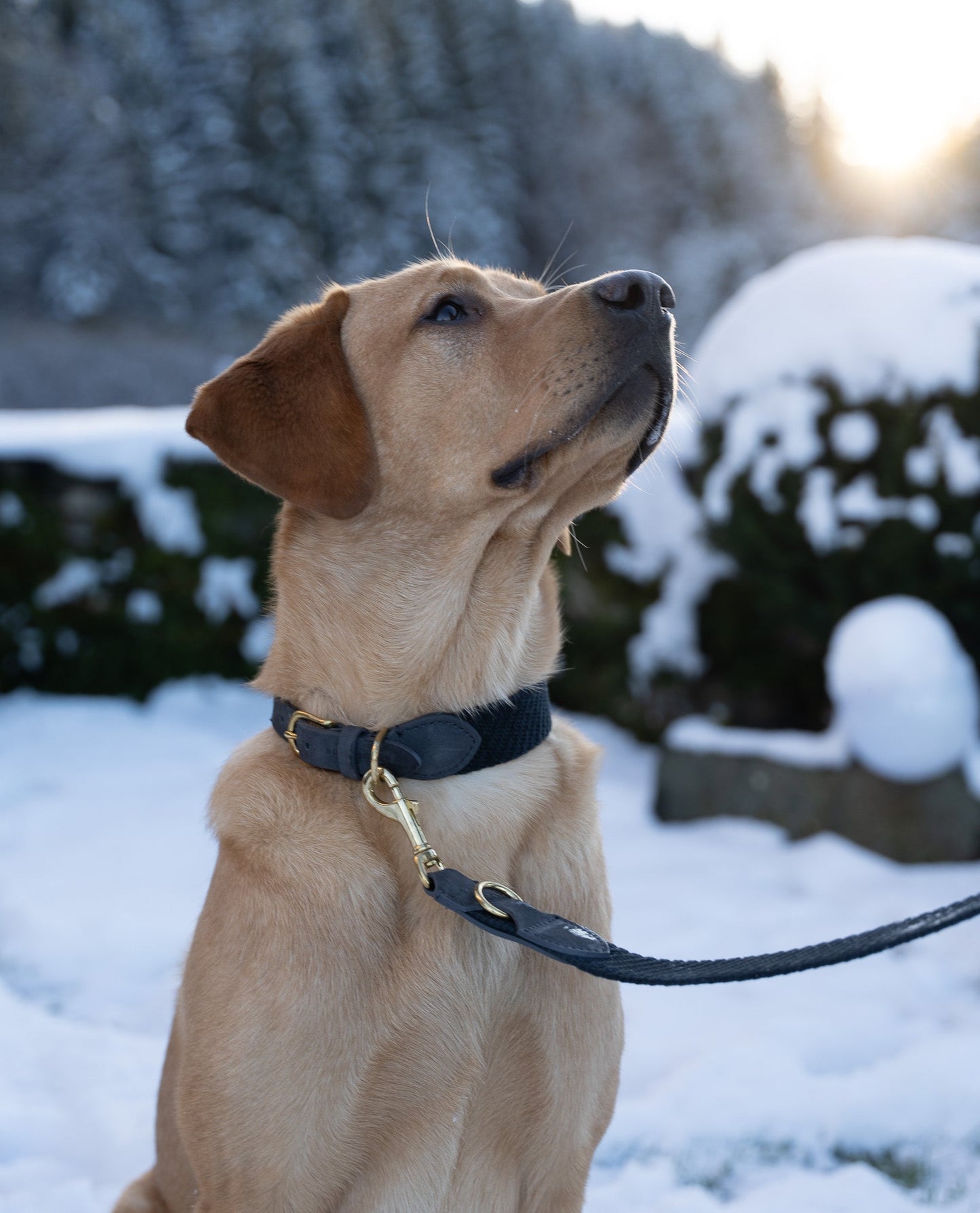 Serrana Dog Collar - Denim