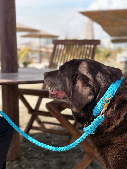 Touch of Leather Dog Collar - Santorini (Limited Edition)