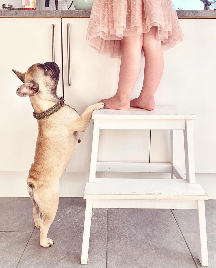 Touch of Leather Dog Collar - Chocolate