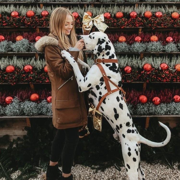 Butter Leather Dog Harness - Sahara Cognac