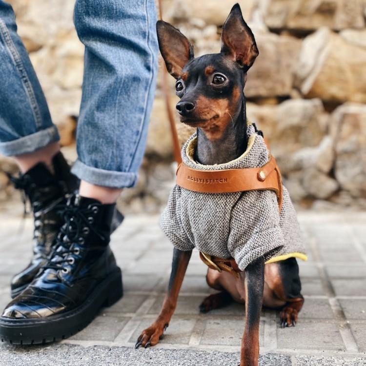 Butter Leather Dog Harness - Sahara Cognac