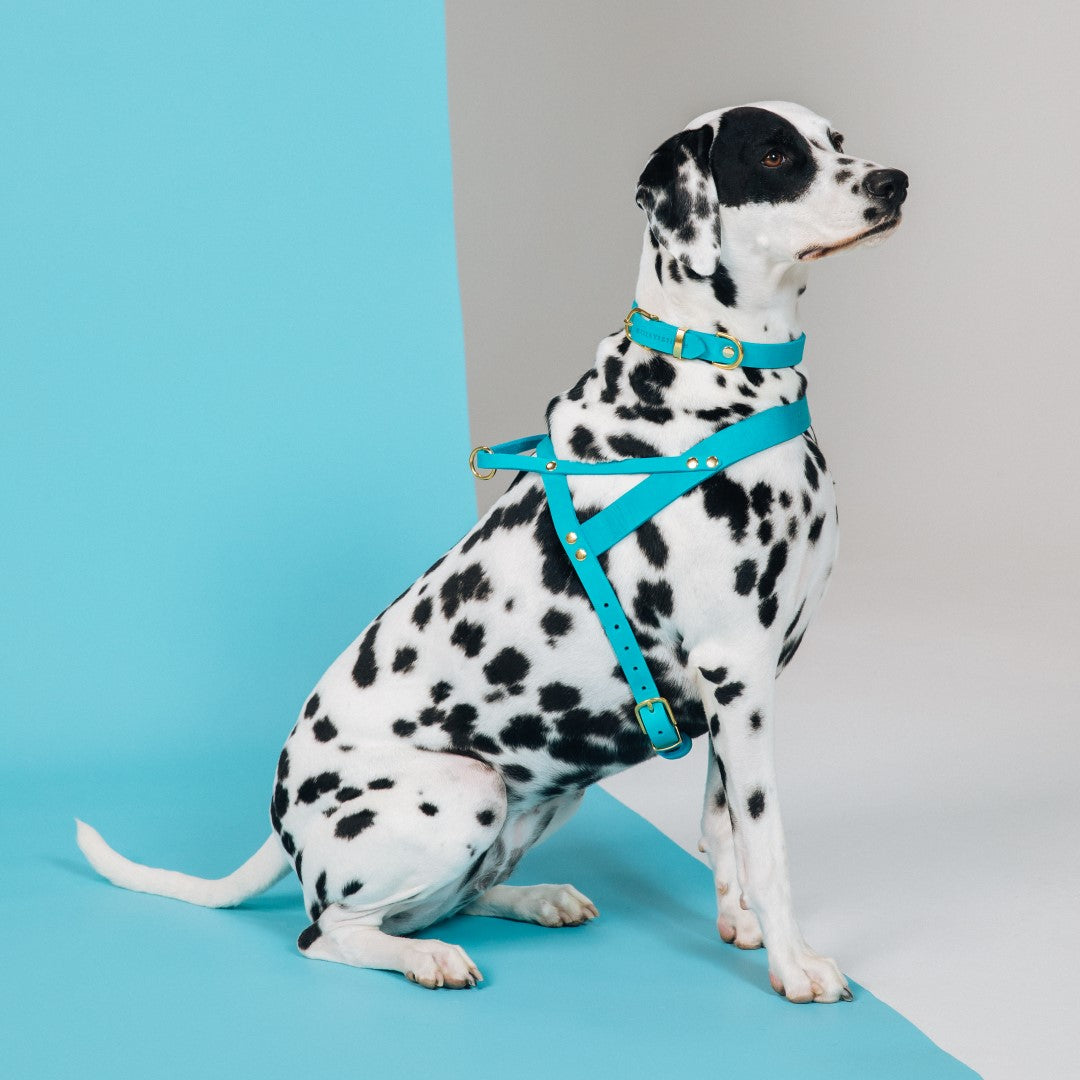 Butter Leather Dog Collar - Fiji Blue