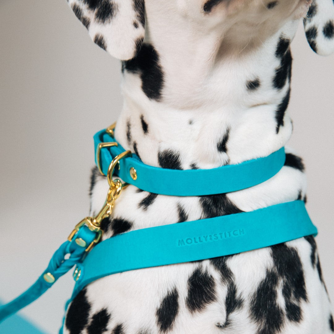 Butter Leather Dog Collar - Fiji Blue