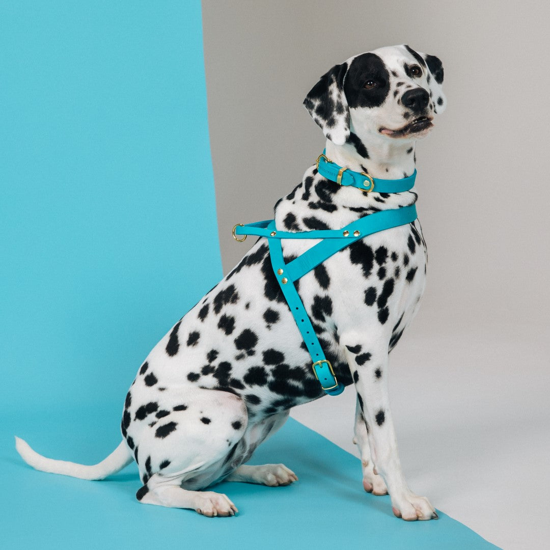 Butter Leather Dog Harness - Fiji Blue
