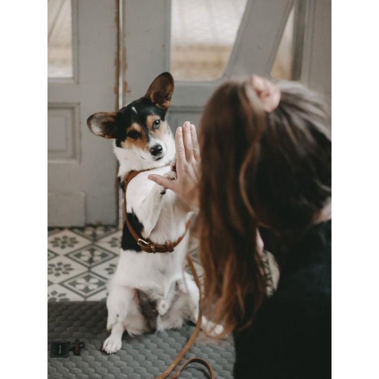 Honeycomb Dog Travel Mat - Grey