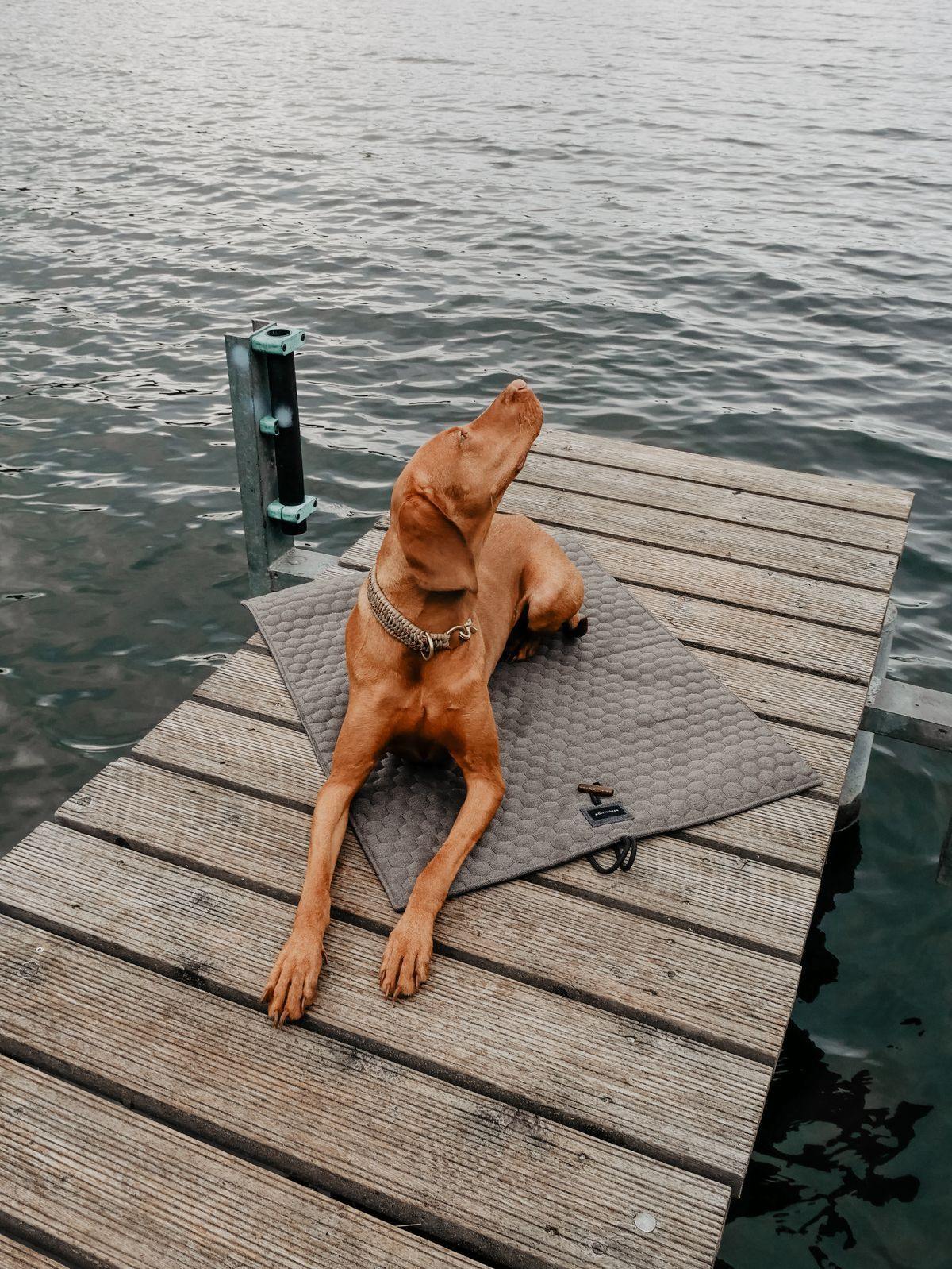 Honeycomb Dog Travel Mat - Grey