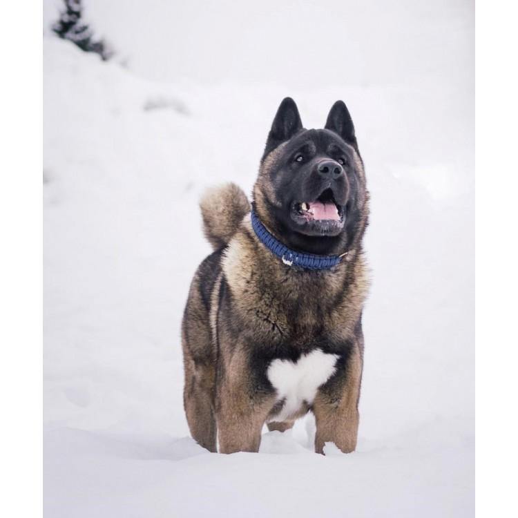 Touch of Leather Dog Collar - Navy